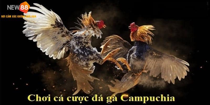 Tìm hiểu quy tắc và luật chơi đá gà Campuchia