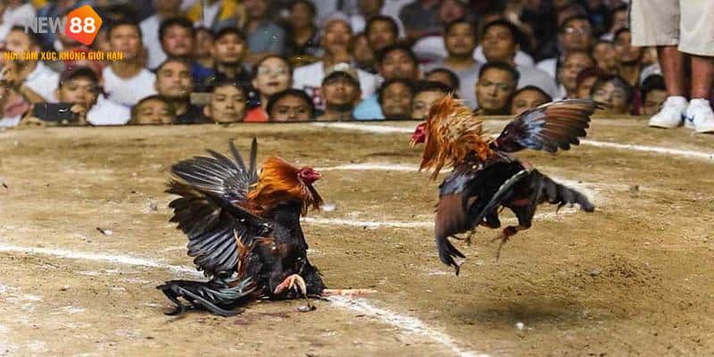 Bỏ túi kinh nghiệm chơi đá gà Campuchia bất bại