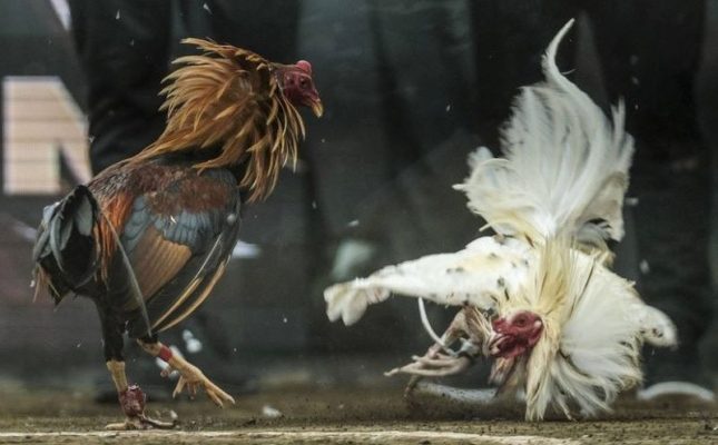 Lưu ý bạn cần biết khi xem đá gà trực tuyến