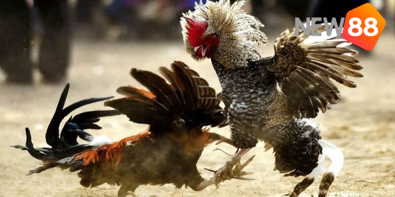 Theo dõi lịch sử kết quả của gà chiến