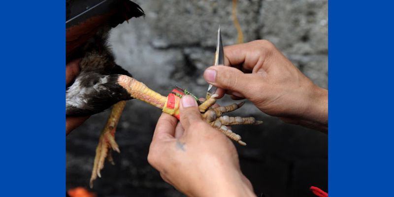 Đá gà cựa dao là hình thức được nhiều kê thủ yêu thích