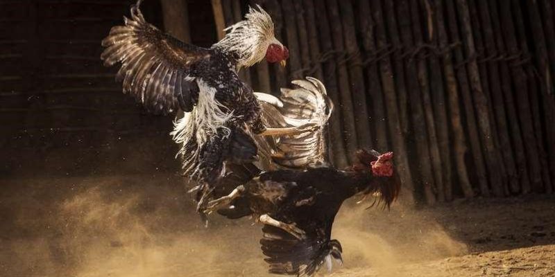 Kinh nghiệm chơi đá gà cựa sắt trực tiếp hiệu quả