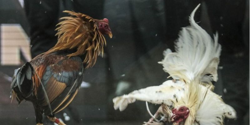 Các lưu ý khi đá chơi đá gà trực tuyến tại Campuchia