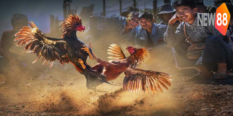 Xem đá gà Thomo miễn phí trên New88