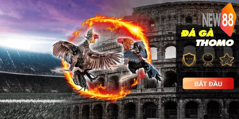 Đá gà trực tiếp Thomo 24/7 kịch tính đến nghẹt thở