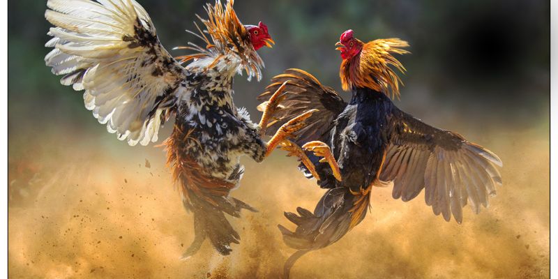 Luật chấp trong đá gà tại cổng game