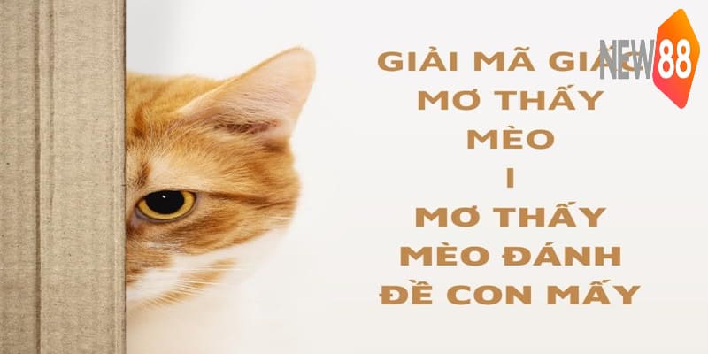 Con số may mắn khi mơ thấy mèo được New88 tổng hợp