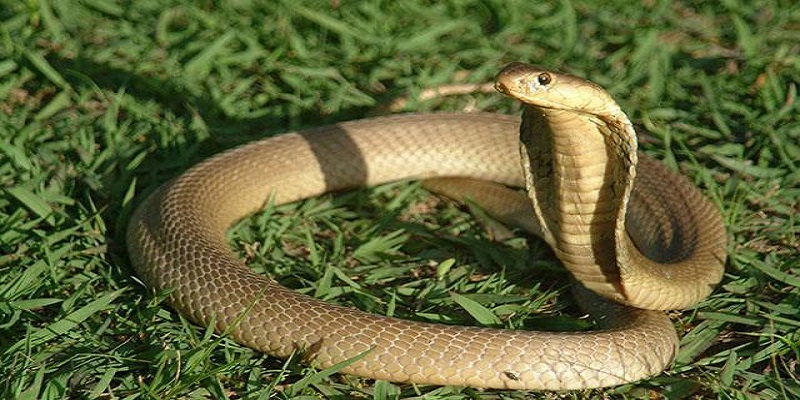 Mơ thấy rắn hổ mang biểu hiện cho sự nguy hiểm