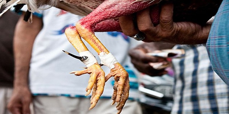 Vảy khai tiền là loại vảy tốt hay xấu